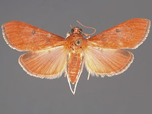 Sathria rufescens