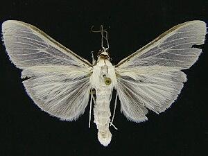 Palpita flegia