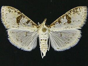 Palpita illibalis