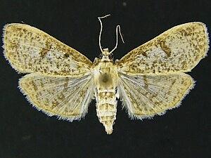 Palpita freemanalis