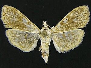 Palpita freemanalis