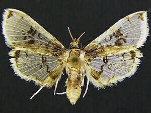 Compacta hirtalis