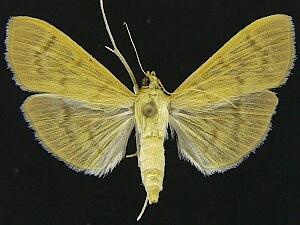 Patania silicalis