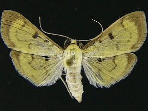 Lygropia tripunctata