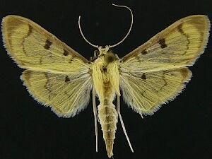 Lygropia plumbicostalis