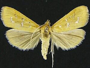 Diastictis pseudargyralis