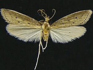 Donacaula uxorialis