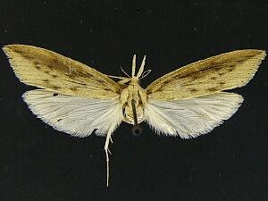 Donacaula maximellus