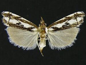 Prionapteryx n. sp.