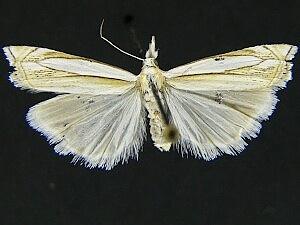 Crambus pascuella