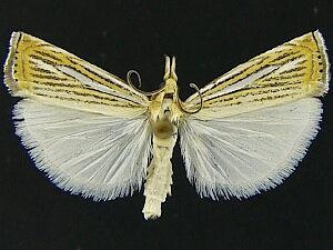 Crambus multilinellus