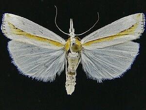 Crambus girardellus