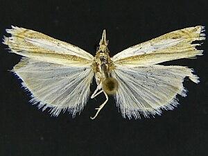 Crambus cyrilellus