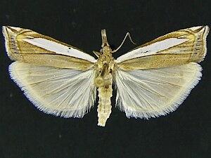 Crambus n. sp.