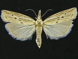 Fissicrambus quadrinotellus