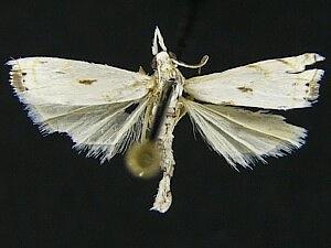 Microcrambus copelandi