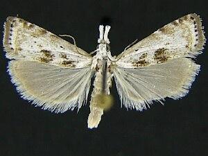 Microcrambus kimballi