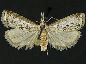 Microcrambus matheri