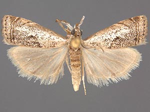 Microcrambus matheri