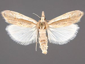 Loxocrambus canellus