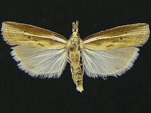 Fissicrambus profanellus