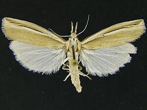 Thaumatopsis fernaldella