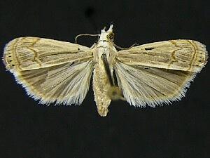 Parapediasia ligonellus