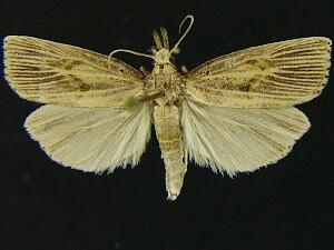 Chilo erianthalis