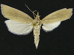 Chilo demotella