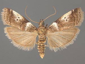 Acrobasis amplexella