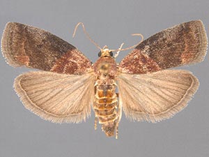 Acrobasis caryalbella