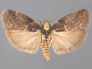 Acrobasis caryae