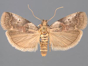 Acrobasis normella