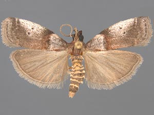 Acrobasis cirroferella