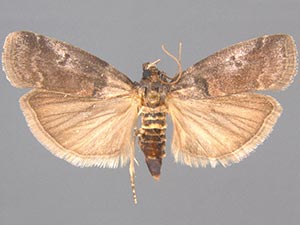 Acrobasis betulella