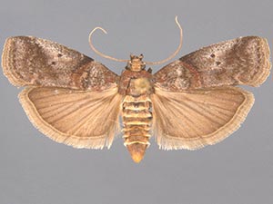 Acrobasis rubrifasciella