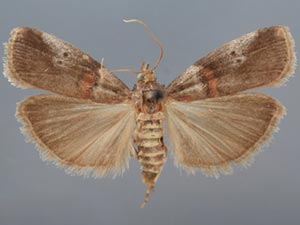 Acrobasis rubrifasciella