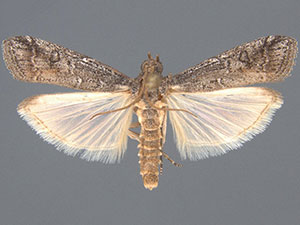 Chararica annuliferella