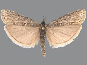 Megasis pullatella