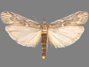 Sarata incanella