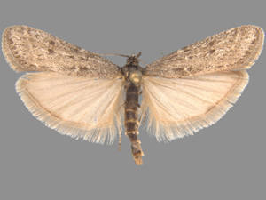 Megasis tephrella