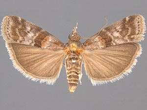 Ulophora groteii