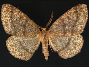 Lambdina canitiaria