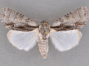 Acronicta falcula