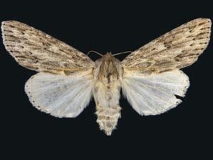 Acronicta oblinita