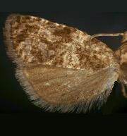 Endothenia microptera