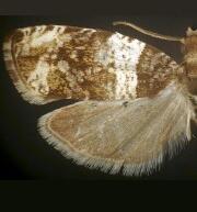 Olethreutes fasciatana