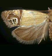 Eucosma annetteana