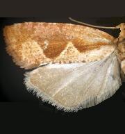 Epinotia vagana