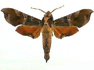 Callionima falcifera